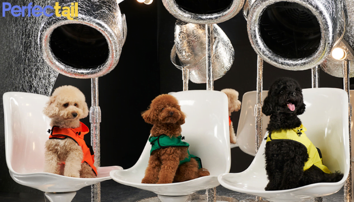 5 Expert Tips on Choosing Luxury Pet Accessories