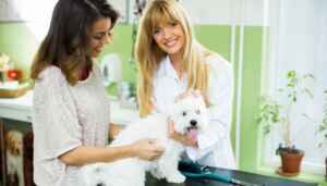 Understanding Different Pet Grooming Services