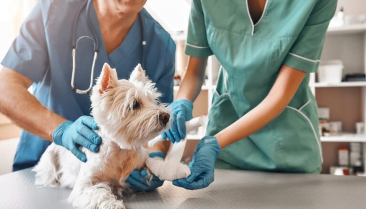 What to Do in a Pet Emergency