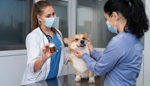 pet healthcare services