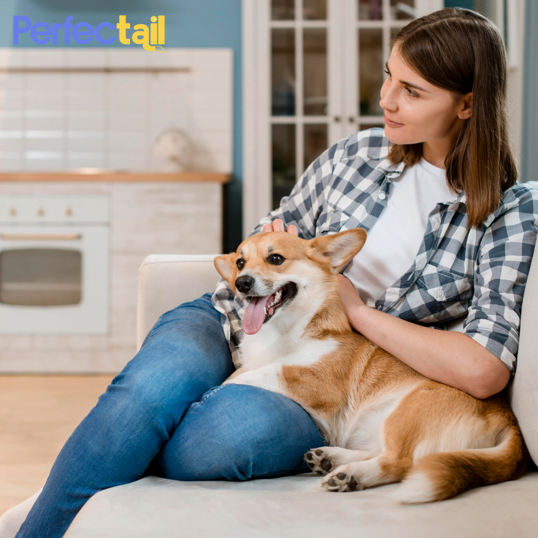 5 Tips for Finding Affordable and High-Quality Pet Grooming Services Near Me